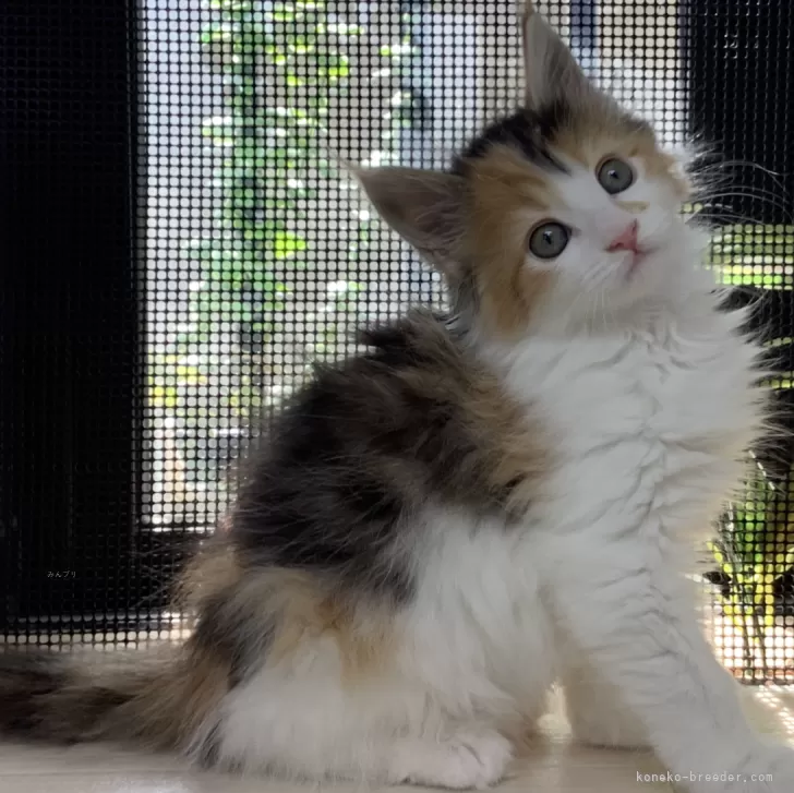 ID:2405-00512の子猫