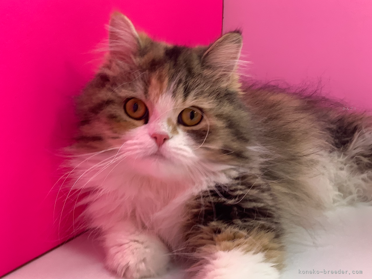 ミヌエット【・女の子・2024年2月3日・ブラウンパッチドタビー&amp;ホワイト】