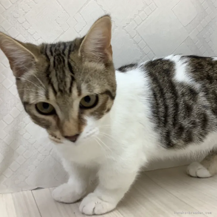ID：2307-00796の子猫