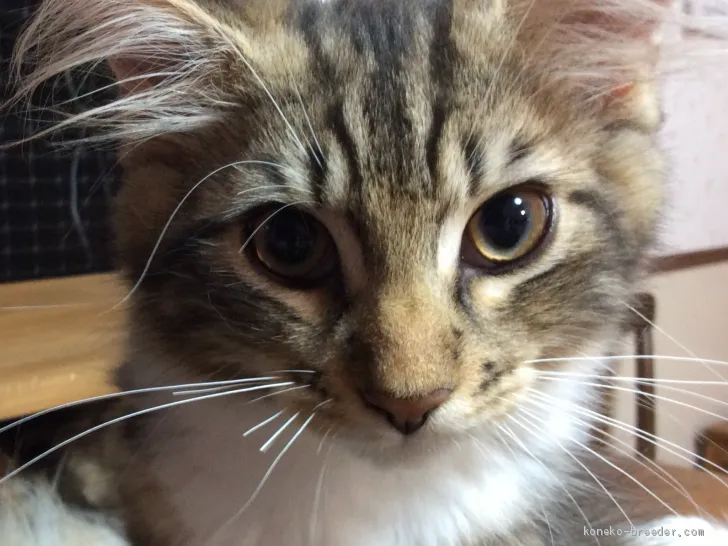 ID：1907-01370の子猫