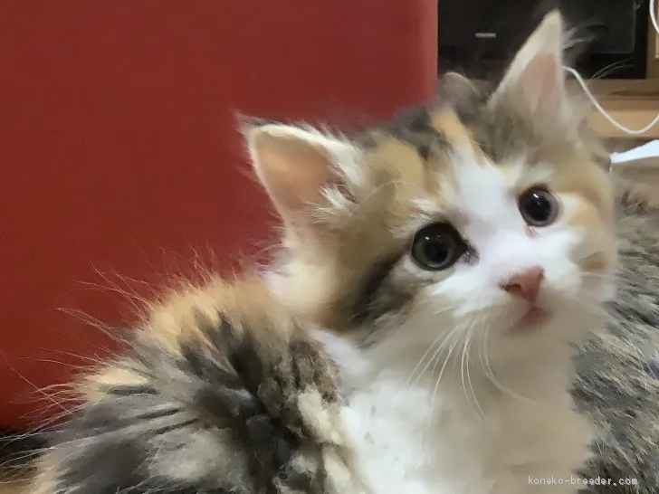 ID：2010-01686の子猫