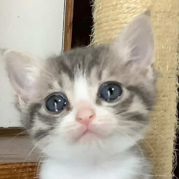 ID:2207-01461の子猫