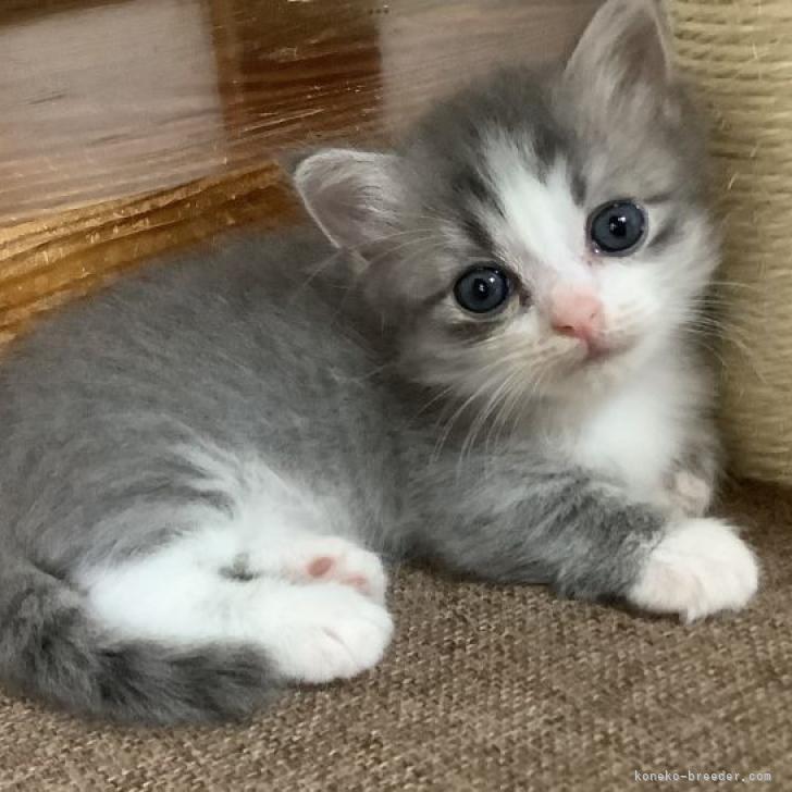 マンチカン 短足 群馬県 男の子 22年5月22日 シルバータビー ホワイト 短足 丸顔 ふわふわで優しくて可愛いいお顔 みんなの子猫 ブリーダー 子猫id 27 マンチカン 短足 群馬県 男の子 22年5月22日 シルバータビー ホワイト 短足 丸顔 ふわふわで優しくて可愛いいお顔 みんなの子猫 ブリーダー 子猫id 27