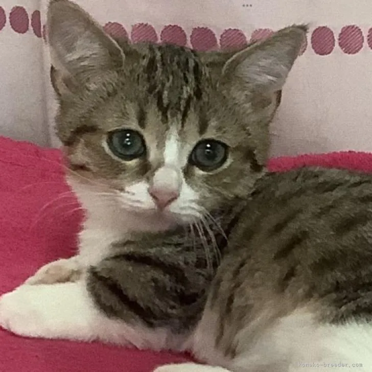 ID：2210-01412の子猫