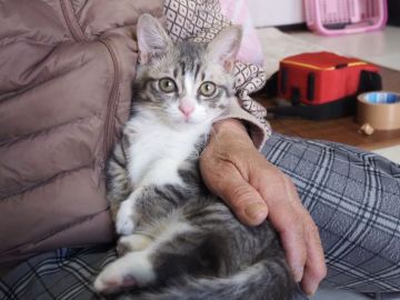 マンチカン【群馬県・男の子・2021年9月9日・シルバータビー&ホワイト（☁️☁️ふわふわ柔らか☁️☁️）】の写真「😸とにかく大きなお目目！マンチカン立ち得意な子❤️」