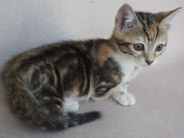 マンチカン【群馬県・女の子・2022年4月5日・ブラウンタビー&ホワイト（ショート）】の写真「🐾丸いお顔🐱綺麗なカラーの女の子❣️」