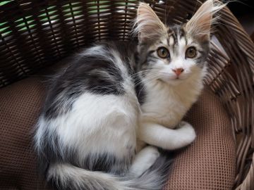 メインクーン【群馬県・男の子・2020年8月28日・ブラウンタビー&ホワイト（セミロング）】の写真「😸綺麗なお顔の男の子！」