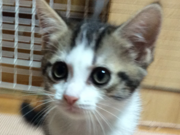 マンチカン(長足)【群馬県・女の子・2019年7月4日・ブラウンタビー&ホワイト】の写真「ハッキリお目目さんです。性格最高！！」