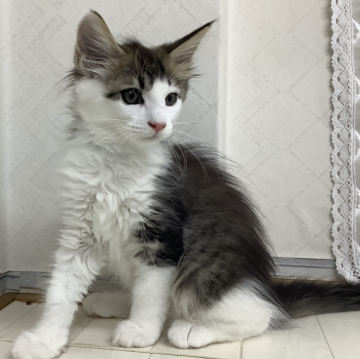 メインクーン【群馬県・男の子・2024年5月14日・ブラウンタビー&ホワイト】の写真「骨格のしっかりした男の子！」