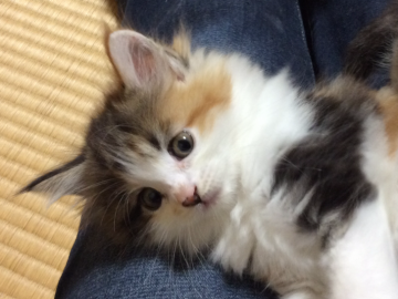 メインクーン【群馬県・女の子・2020年2月15日・キャリコ（セミロング）】の写真「春🌼優し色のキャリコちゃん❣️全頭ウィルス検査済🍀」