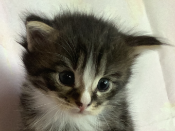 メインクーン【群馬県・男の子・2020年4月8日・ブラウンタビー&ホワイト（セミロング）】の写真「びっくり❣️したような印象的なお目目が可愛い子😸」