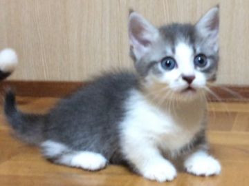 マンチカン(短足)【群馬県・男の子・2019年7月4日・ブルータビー&ホワイト（もふもふショート）】の写真「温厚、丸顔のかわいい超短足の男の子です。」