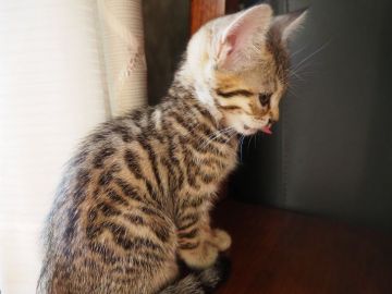マンチカン【群馬県・女の子・2020年10月14日・ブラウンスポテッドタビー（ショート）】の写真「🐆希少種ジェネッタちゃん❣️可愛いお顔です」