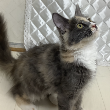 メインクーン【群馬県・女の子・2024年3月6日・シルバーパッチドタビー&ホワイト（ロング）】の写真「少し困り顔した女の子🐱」