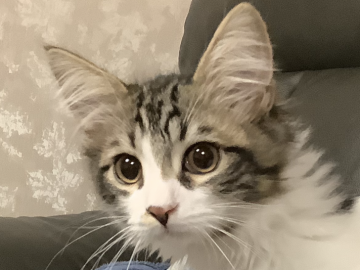 メインクーン【群馬県・男の子・2019年12月18日・ブラウンタビー&ホワイト（セミロング）】の写真「🐱鳴き声ハスキーで静か！全頭ウィルス検査済！」