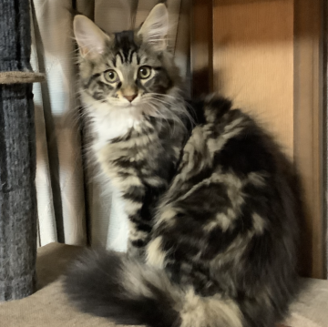 メインクーン【群馬県・男の子・2023年11月30日・ブラウンタビー&ホワイト（ロング）】の写真「😺しっかりした骨格！性格温厚なイケメン君！」