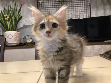 メインクーン【群馬県・女の子・2020年4月8日・キャリコ（セミロング）】の写真「😸タビー柄キャリコ！華やかな美人さんです！」