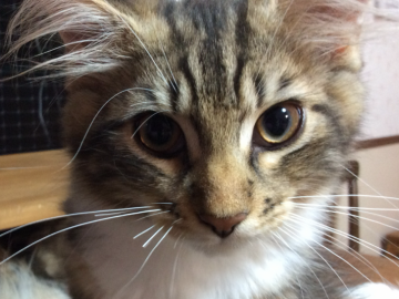 メインクーン【群馬県・男の子・2019年5月27日・ブラウンタビー&ホワイト（ふわふわロング）】の写真「8/27 1850g
大きなメインクーン！」