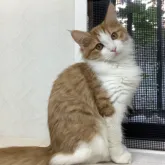 マンチカン(長足)【群馬県・男の子・2023年6月25日・レッドタビー&ホワイト】の写真1「可愛いいお顔❤️10/24撮影」