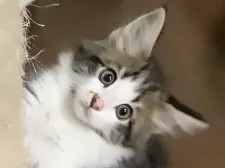 メインクーン【群馬県・男の子・2020年2月15日・ブラウンタビー&ホワイト】の写真1「お顔は白！元気いっぱい！4/19撮影」