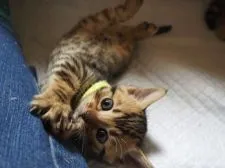 ジェネッタ【群馬県・女の子・2021年12月15日・ブラウンスポテッドタビー】の写真1「最近は、遊んで欲しくて直ぐに私の足に登ってきます！」