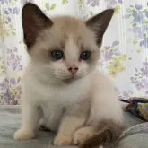 マンチカン(長足)【群馬県・女の子・2023年1月25日・ブラウン&ホワイト】の写真1「僕。こぶた🐷じゃないよ❣️3／15撮影」