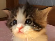 メインクーン【群馬県・女の子・2020年2月15日・キャリコ】の写真1「とても可愛いお顔で、優しい性格❣️👀3/12撮影」