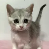 マンチカン(長足)【群馬県・男の子・2023年1月13日・シルバータビー&ホワイト】の写真1「✨お目目ぱっちりアイライン濃い！👀明るめの美しいシルバーカラーです！」