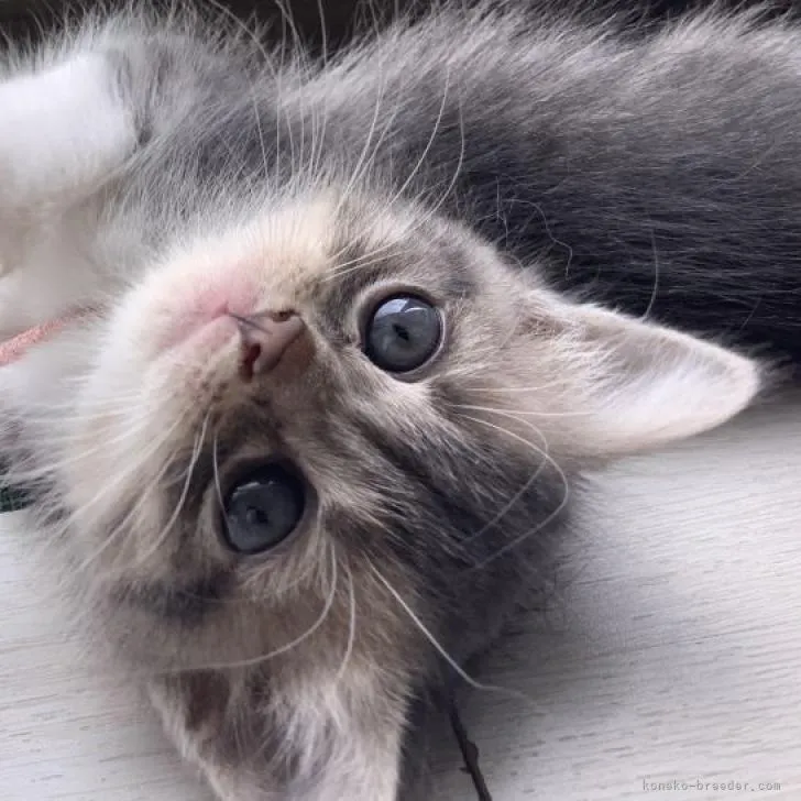 ちゃ~ぼ 様のお迎えした子猫