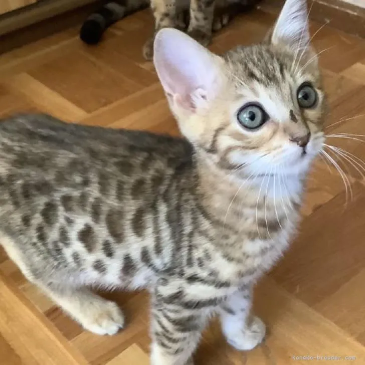 ID:2211-01050の子猫