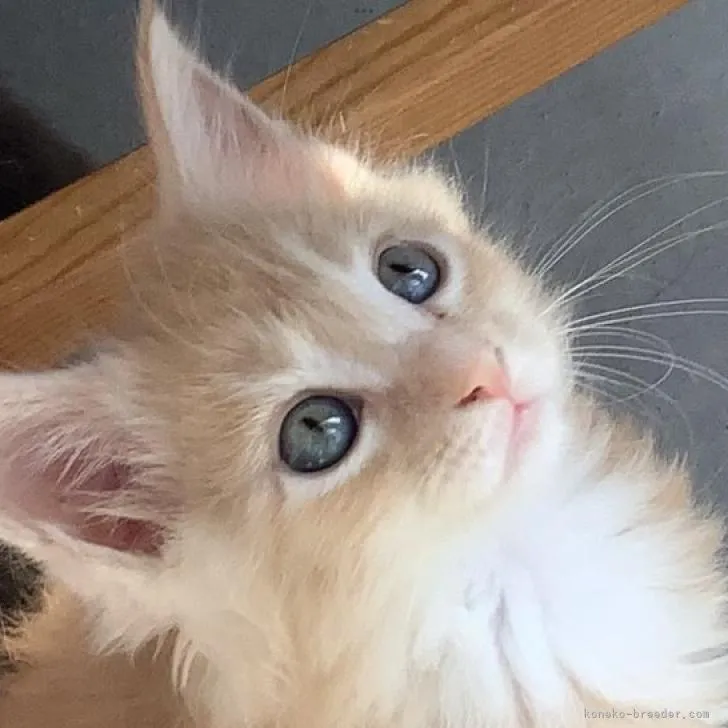 ID:2206-01626の子猫