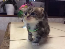 メインクーン【群馬県・男の子・2019年10月25日・ブラウンタビー&ホワイト】の写真2「11月24日撮影」