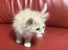 メインクーン【群馬県・女の子・2022年1月5日・クリーム&ホワイト】の写真2