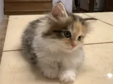 メインクーン【群馬県・女の子・2020年4月8日・キャリコ】の写真2「日に日に可愛く成長中☆5月23日撮影」