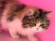 ミヌエット【・女の子・2024年2月3日・ブラウンパッチドタビー&ホワイト】