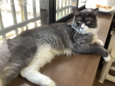 メインクーン【・男の子・2024年1月3日・ブラックスモーク&ホワイト】