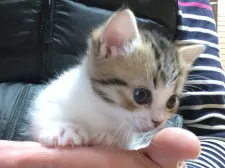 マンチカン(短足)【群馬県・女の子・2019年10月30日・】の写真2「手乗り猫🐱抱っこ大好き💕可愛いです😍」