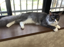 メインクーン【・男の子・2024年1月3日・ブラックスモーク&ホワイト】