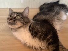 メインクーン【・女の子・2021年2月14日・ブラウンタビー&ホワイト】