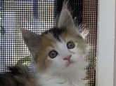 メインクーン【群馬県・女の子・2024年3月6日・】の写真3