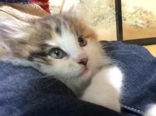 メインクーン【群馬県・女の子・2020年2月15日・キャリコ】の写真3「抱っこ大好きです！」