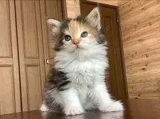 メインクーン【群馬県・女の子・2020年4月8日・キャリコ】の写真3「タビー柄と三毛の両カラーを楽しめる子です」