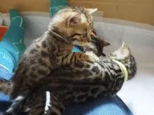 ジェネッタ【群馬県・女の子・2021年12月15日・ブラウンスポテッドタビー】の写真4「右の子です！柄がはっきりとしてきました＊」