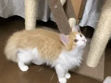 メインクーン【群馬県・男の子・2022年1月5日・レッドタビー&ホワイト】の写真4「ふわふわで明るいカラーの毛質です！」