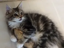 メインクーン【群馬県・男の子・2019年12月18日・ブラウンタビー&ホワイト】の写真4