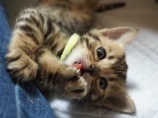 ジェネッタ【群馬県・女の子・2021年12月15日・ブラウンスポテッドタビー】の写真5