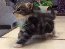 メインクーン【群馬県・男の子・2019年10月25日・ブラウンタビー&ホワイト】の写真5