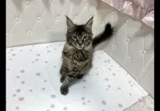 メインクーン【群馬県・男の子・2025年6月8日・ブラウンマッカレルタビー】の写真10