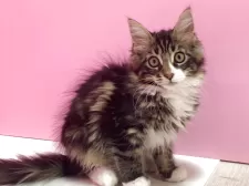 メインクーン【群馬県・女の子・2025年2月27日・ブラウンタビー&ホワイト】の写真10