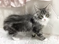 メインクーン【群馬県・男の子・2025年7月27日・シルバータビー&ホワイト】の写真10